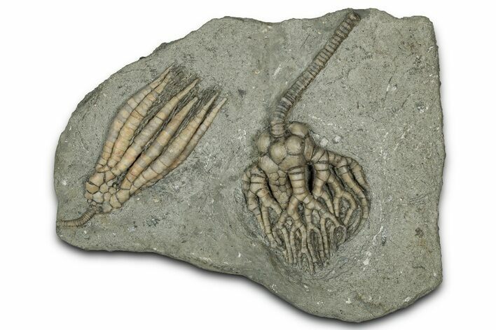 Fossil Crinoid Plate (Two Species) - Crawfordsville, Indiana #359216